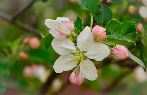 Apple blossom close-up — Stock Photo, Image