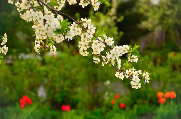 blossom'ın kiraz ağacında
