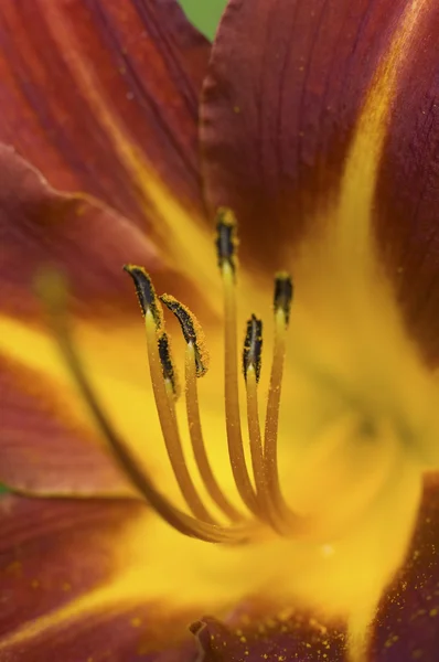 Flower detail — Stock Photo, Image