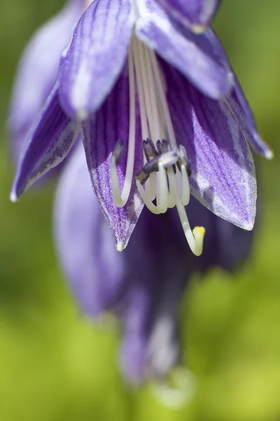 Fialový květ detail — Stock fotografie