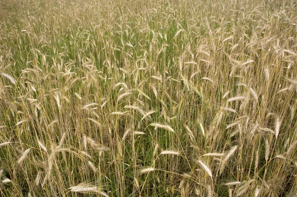 stock image Grain field