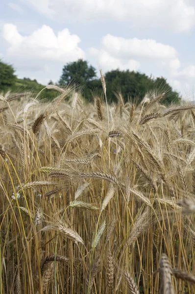 stock image Grain field,