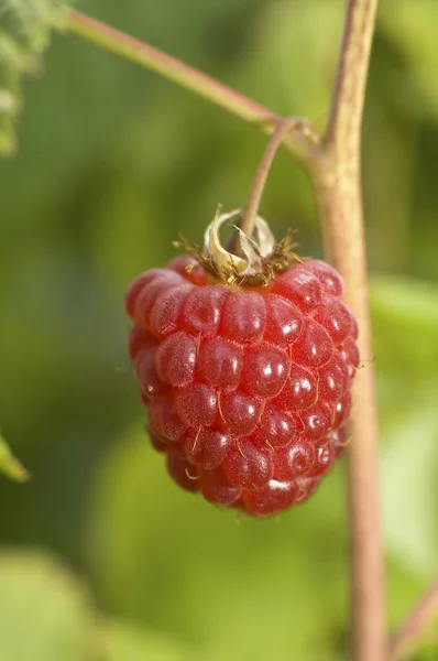 stock image Raspberry