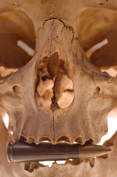 頭蓋骨の詳細 — ストック写真