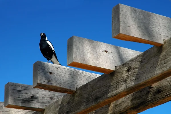 Vogel auf Baumstämmen — Stockfoto