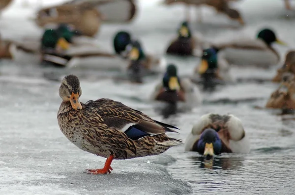Swimming ducks — Stock Photo, Image