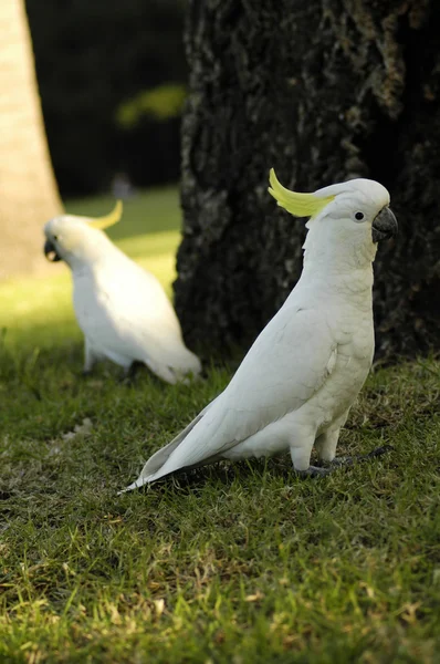 Dois papagaios — Fotografia de Stock