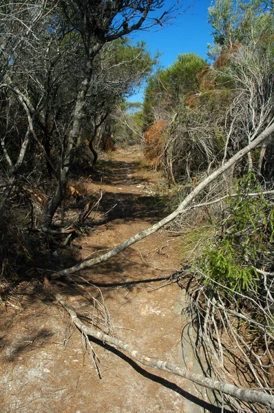 stock image Dry bushland