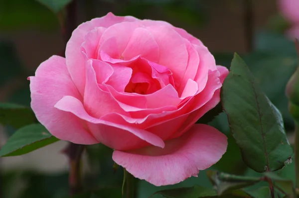 stock image Pink rose