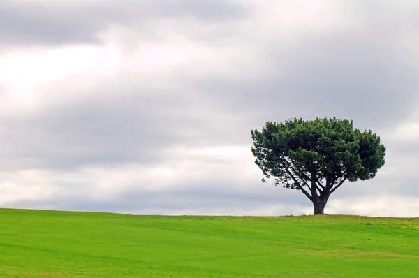 stock image Solitary tree