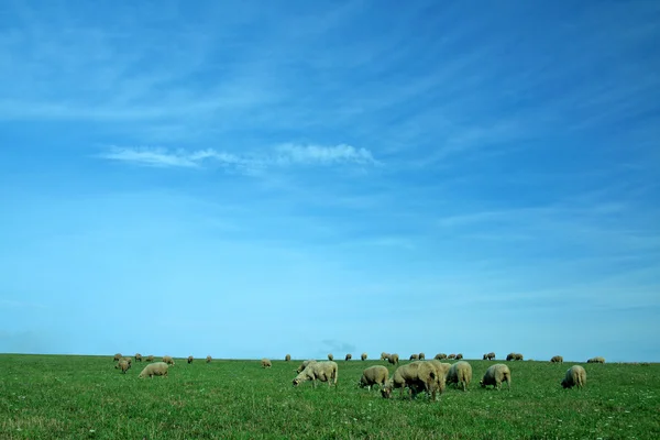 Schafe im Hintergrund — Stockfoto