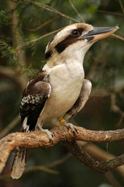 Riendo kookaburra — Foto de Stock