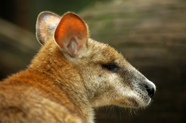 Kangaroo detalj — Stockfoto