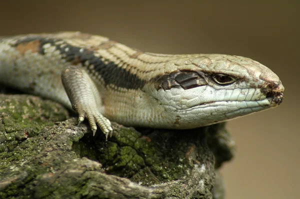 Lizard detail — Stock Photo, Image