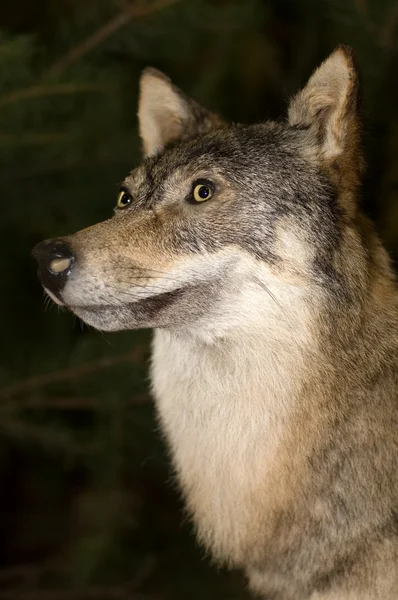 Wolf — Stockfoto