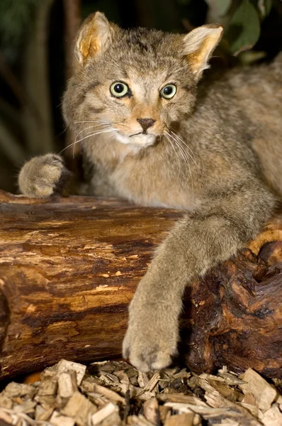 Stock image Wild cat