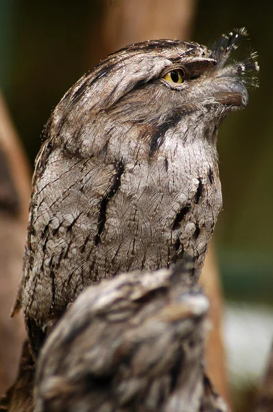 Frogmouth степовий — стокове фото