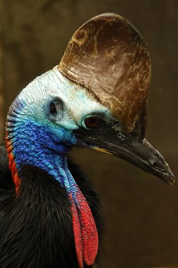 Cassowary