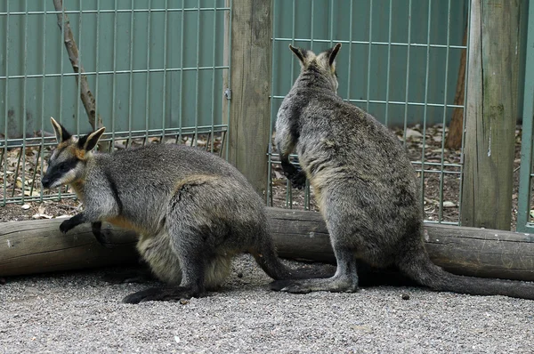 Kangaroos — Stock Photo, Image