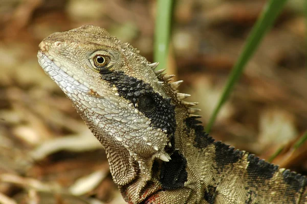 stock image Lizzard