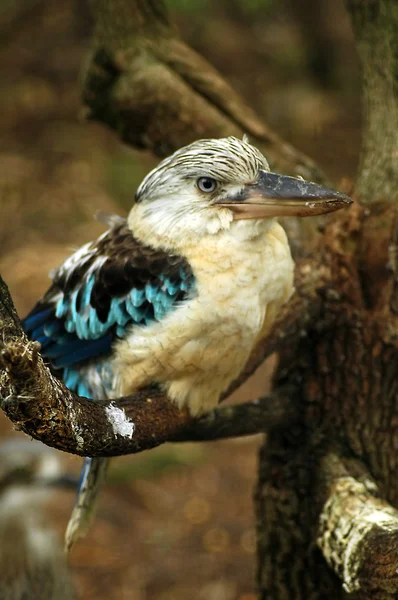 Kookaburra. — Foto de Stock