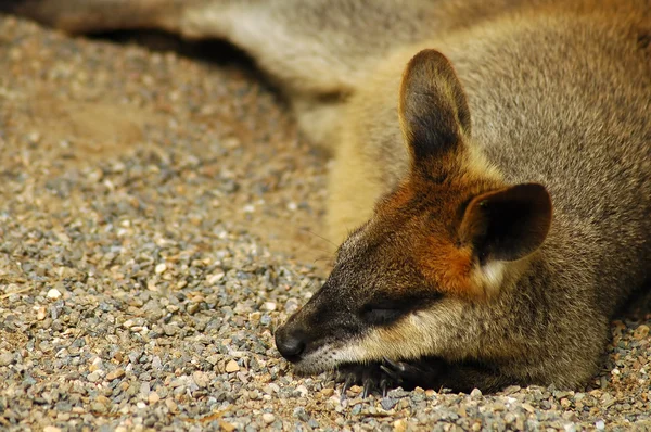 Slapende kangoeroe — Stockfoto