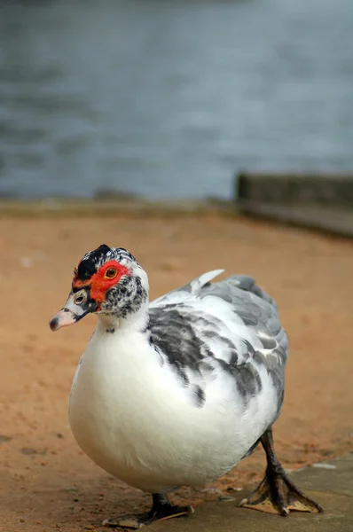 Australian duck — Stock Photo, Image