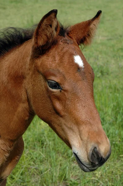 stock image Horse