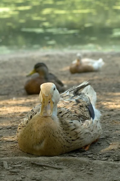 Sitting ducks — Stock Photo, Image