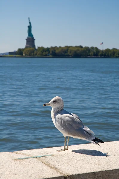 Sea gull en Vrijheidsbeeld — Stockfoto
