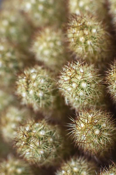 stock image Cactus