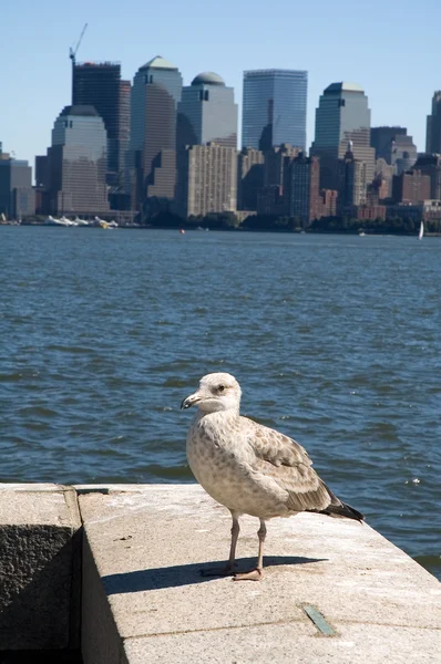 New yorks seagull — Stock Photo, Image