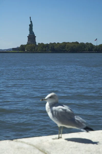 Sea-gull wolności — Zdjęcie stockowe