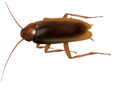 Cockroach - realistic illustration clipart