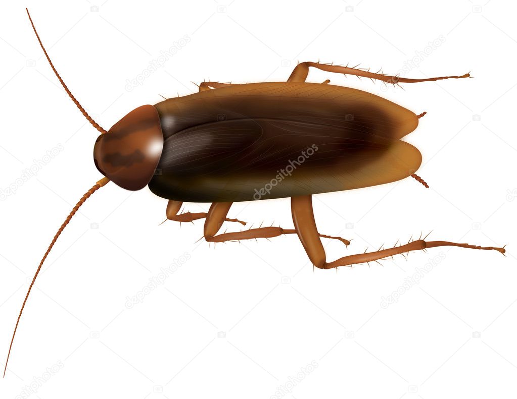 Cockroach - realistic illustration