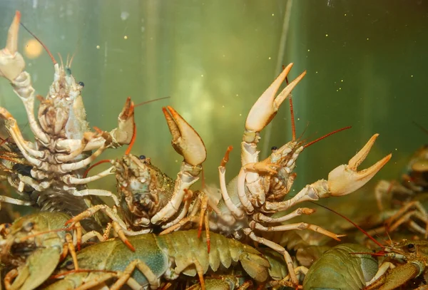 stock image River crayfish