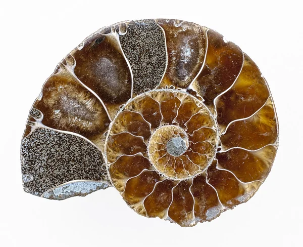 Ammonita —  Fotos de Stock