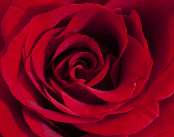 Single red rose, close up