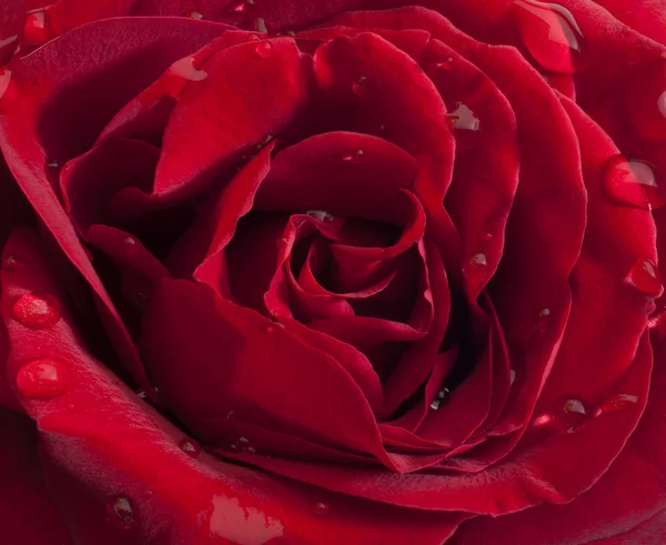 Rose rouge avec gouttes de pluie — Photo