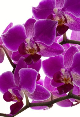 Mor orkide