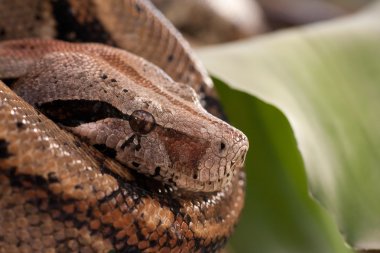 Head of Boa constrictor clipart