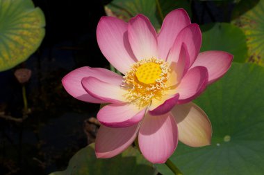 lotus çiçeği