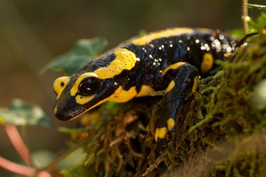 Salamander clipart