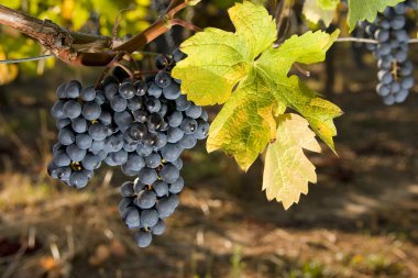 Grapes of merlot and leaf yellowing clipart