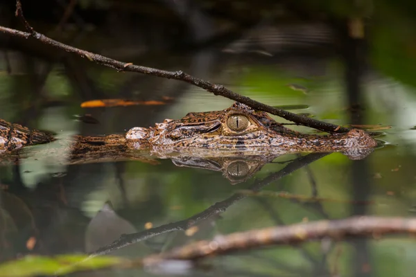 Caiman head out of the water — Stock Photo, Image