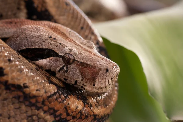 stock image Head of Boa constrictor