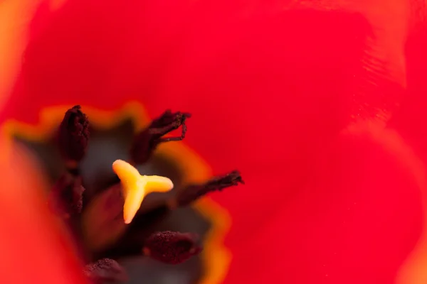 Flower of tumip — Stock Photo, Image