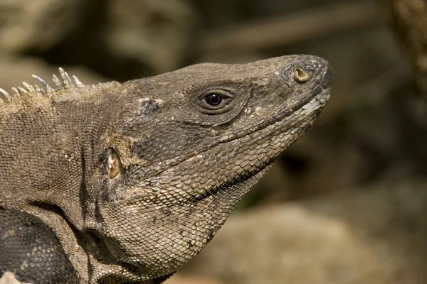 Iguana başkanı — Stok fotoğraf