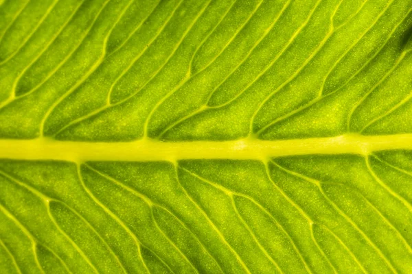 Close up of a leaf "Osmonde royale" — Stock Photo, Image