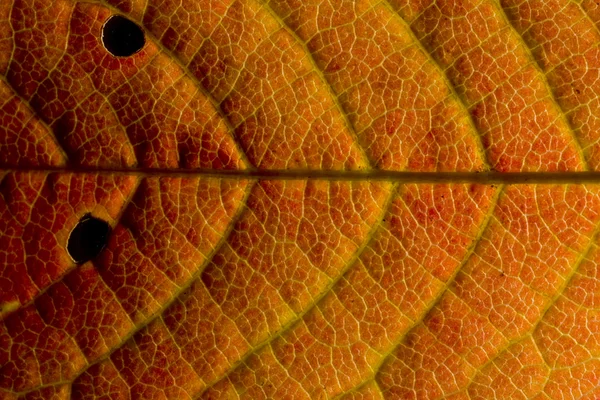 Вишневый лист осенью — стоковое фото